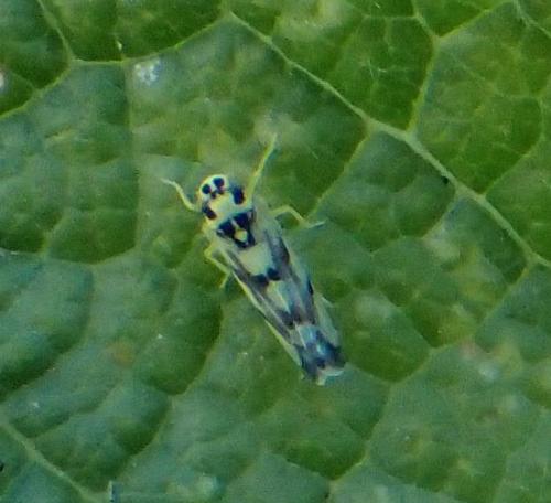 Réf. 199 396 : Eupteryx atropunctata